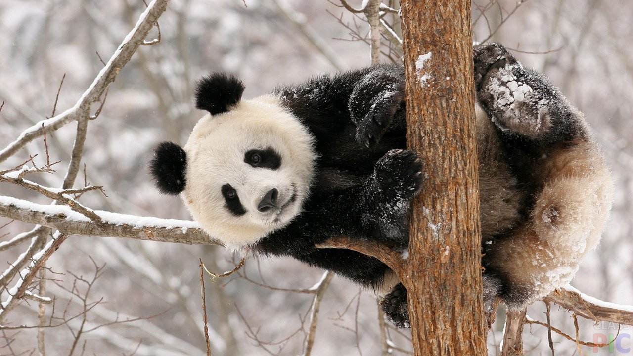 Big panda on tree