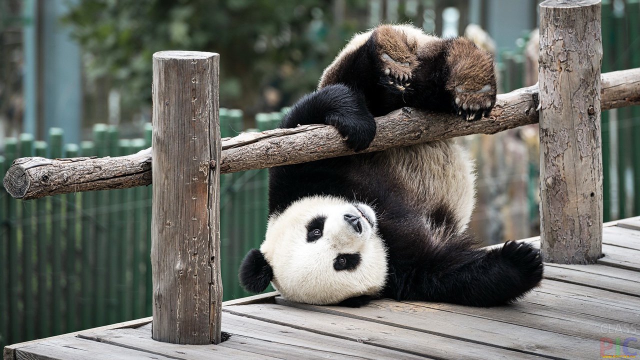 Big panda resting in the zoo