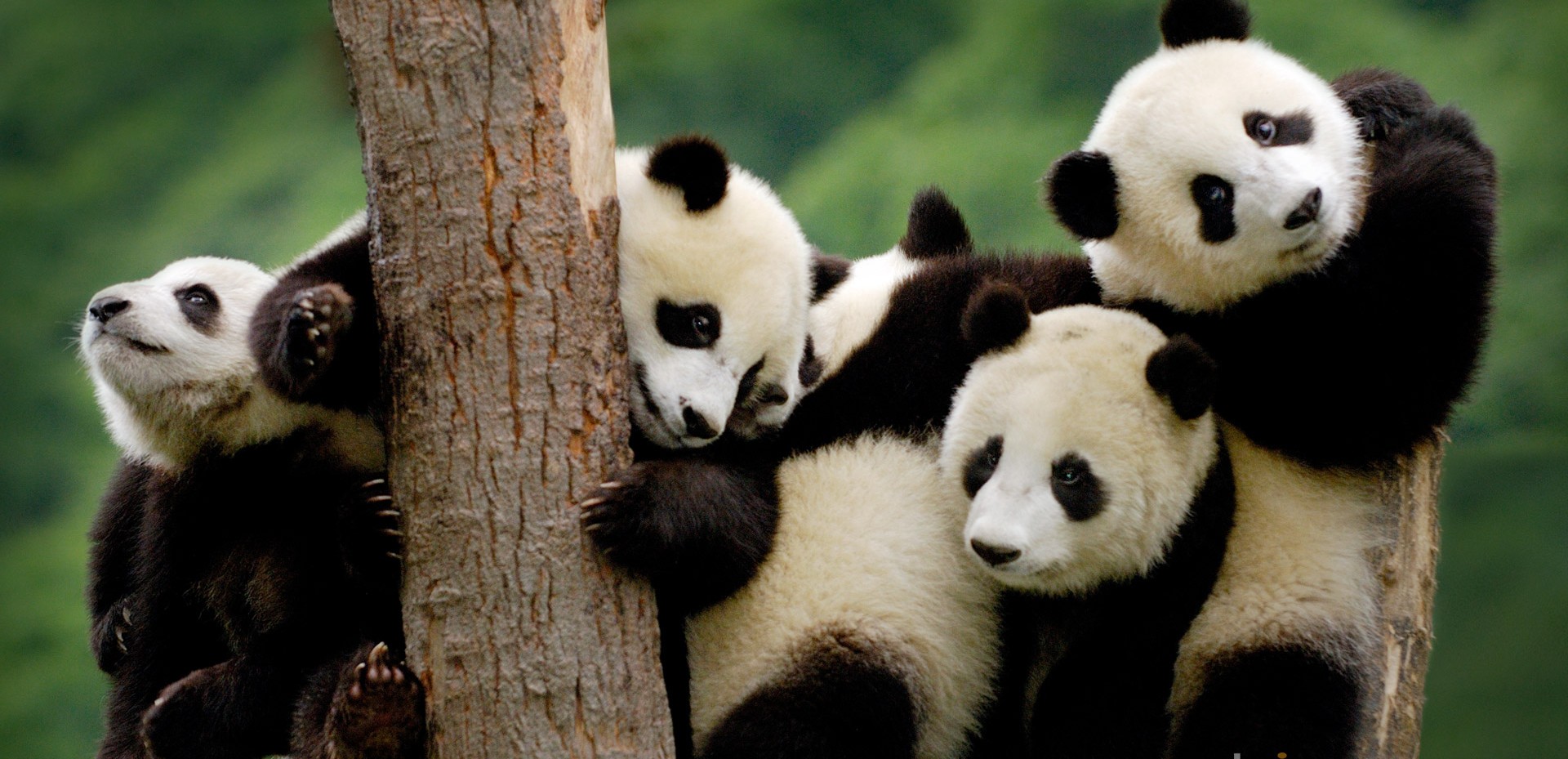 The company of pandas in the zoo