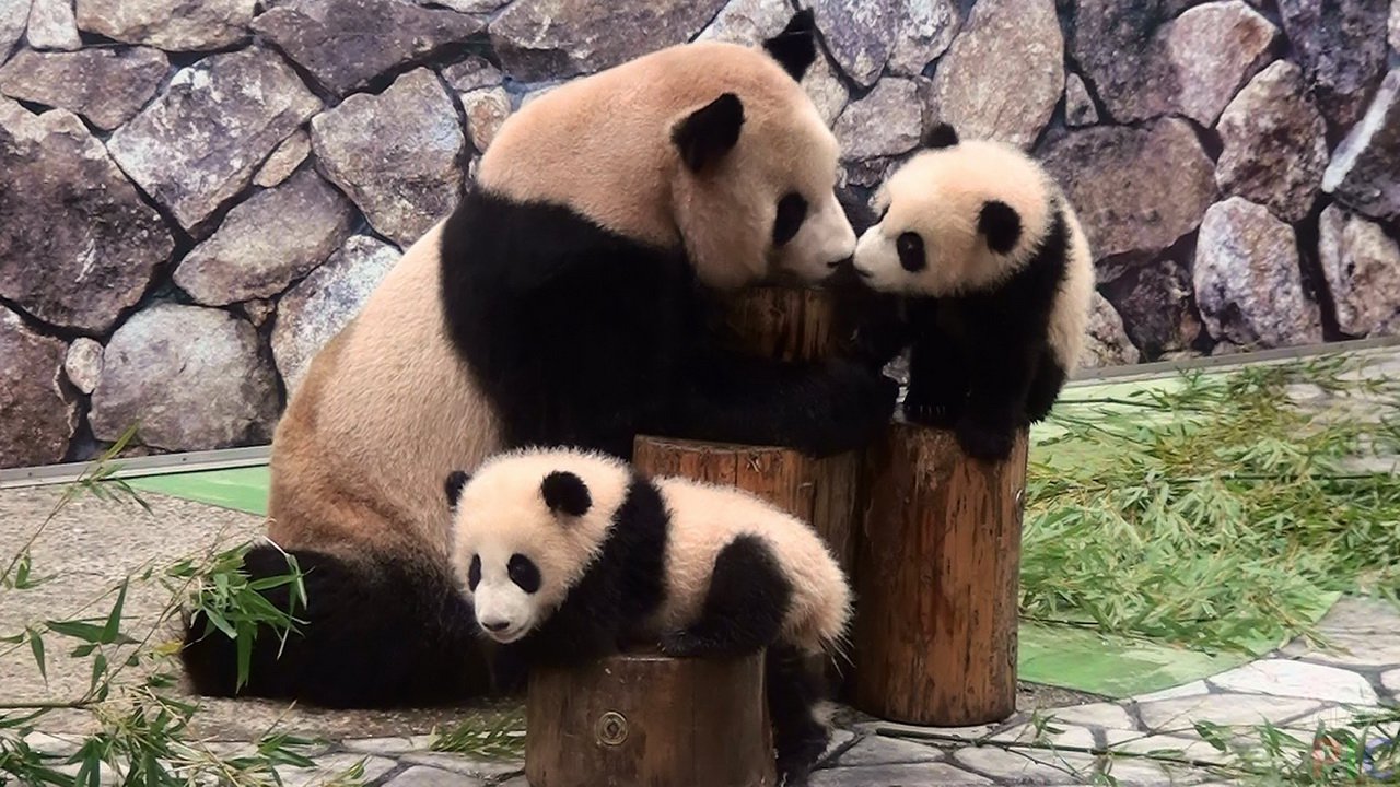 Big panda with kids