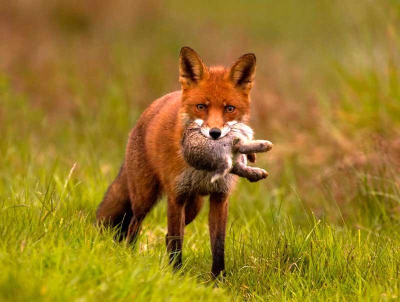 Fox caught a hare