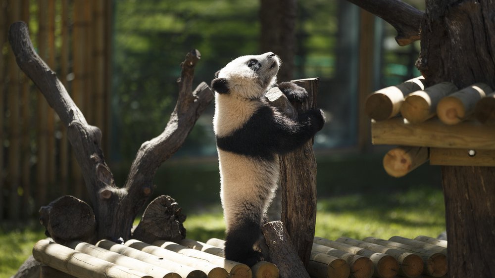 Big panda in the zoo