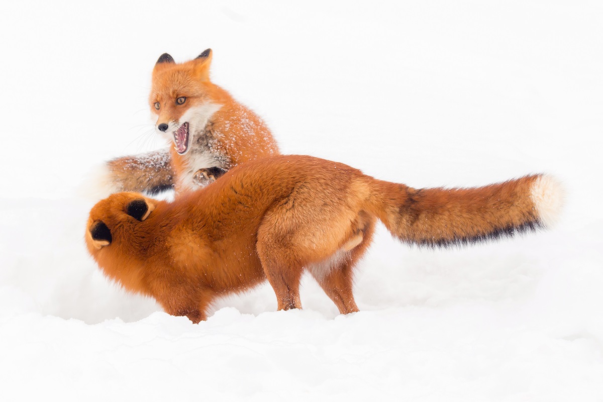 Foxes fighting