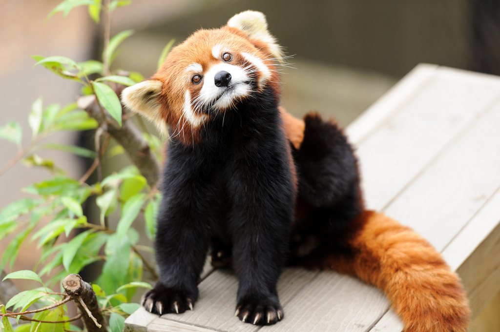 Red panda scratches his back paw.