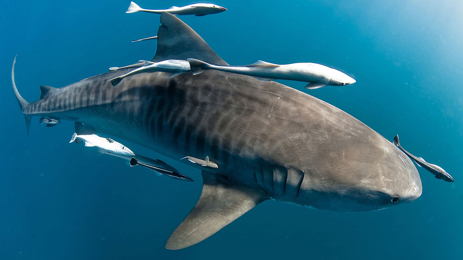 Tiger shark surrounded by fish stuck