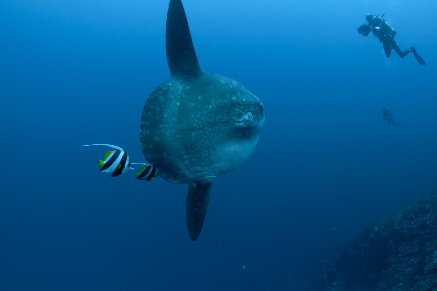 Moonfish in the company of divers