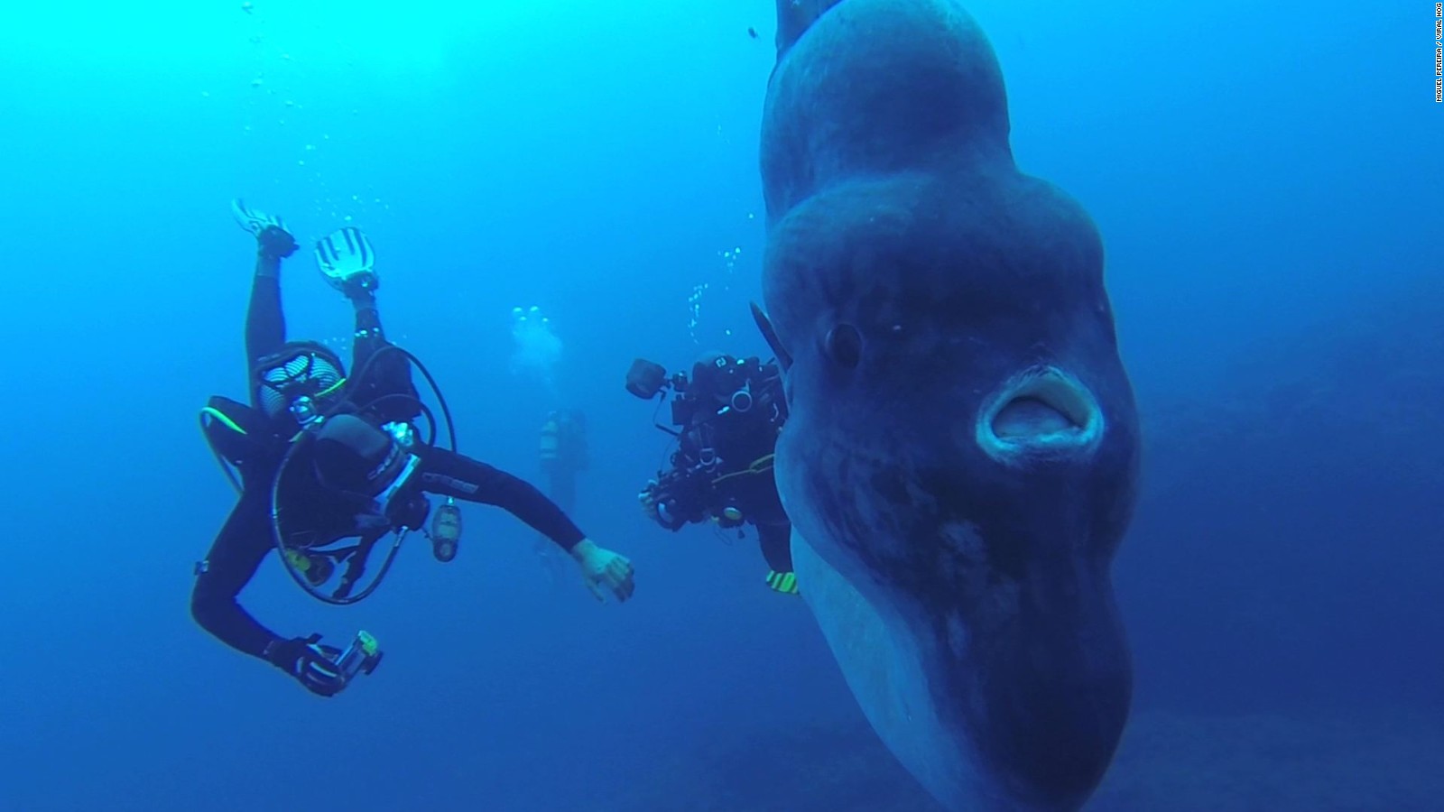 Moonfish in the company of divers