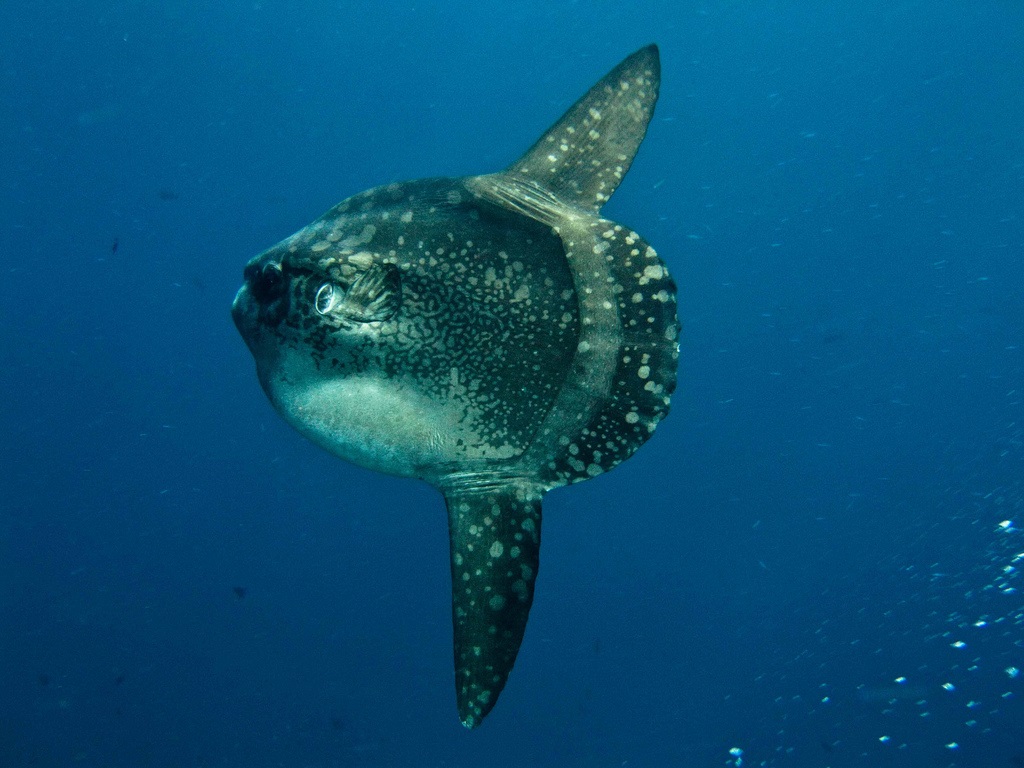 Moonfish, also called sunfish