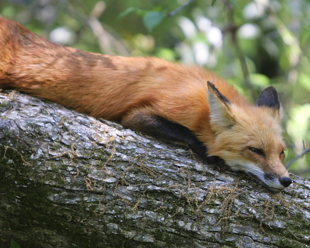 Fox is resting