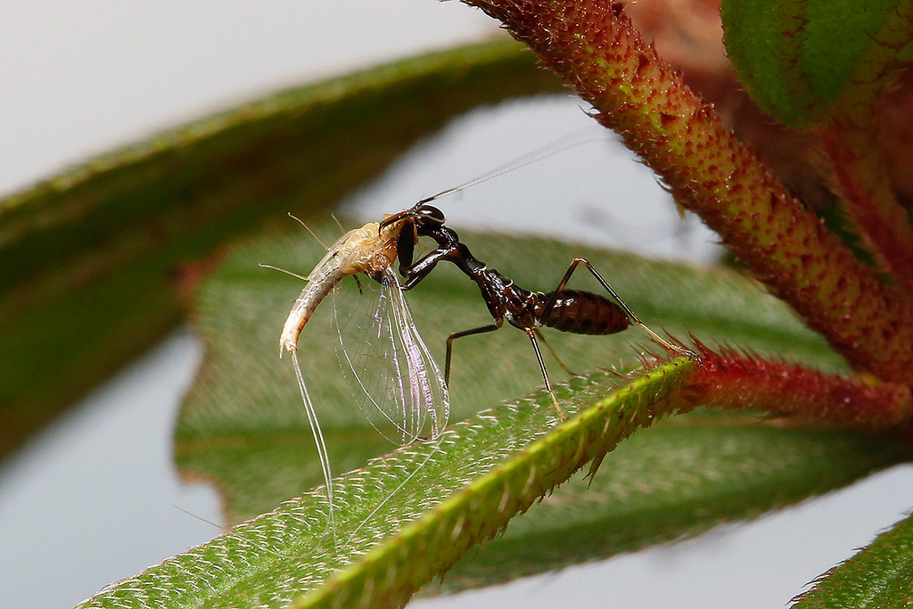 Groussen ant Mantis mat Beem