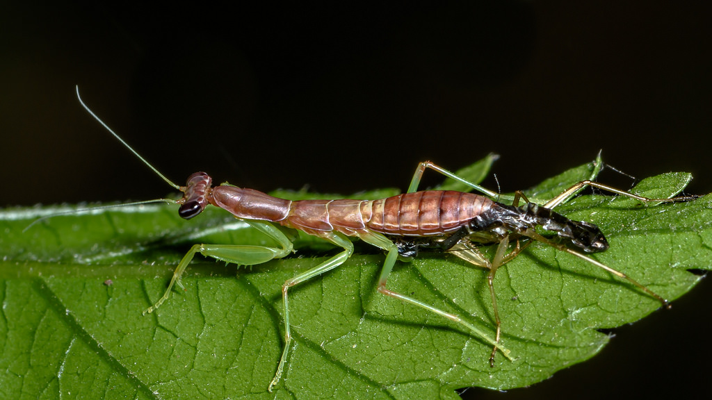 Shedding mantis