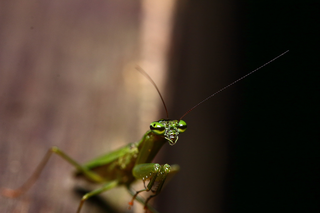 Dospelý mravenec mantis