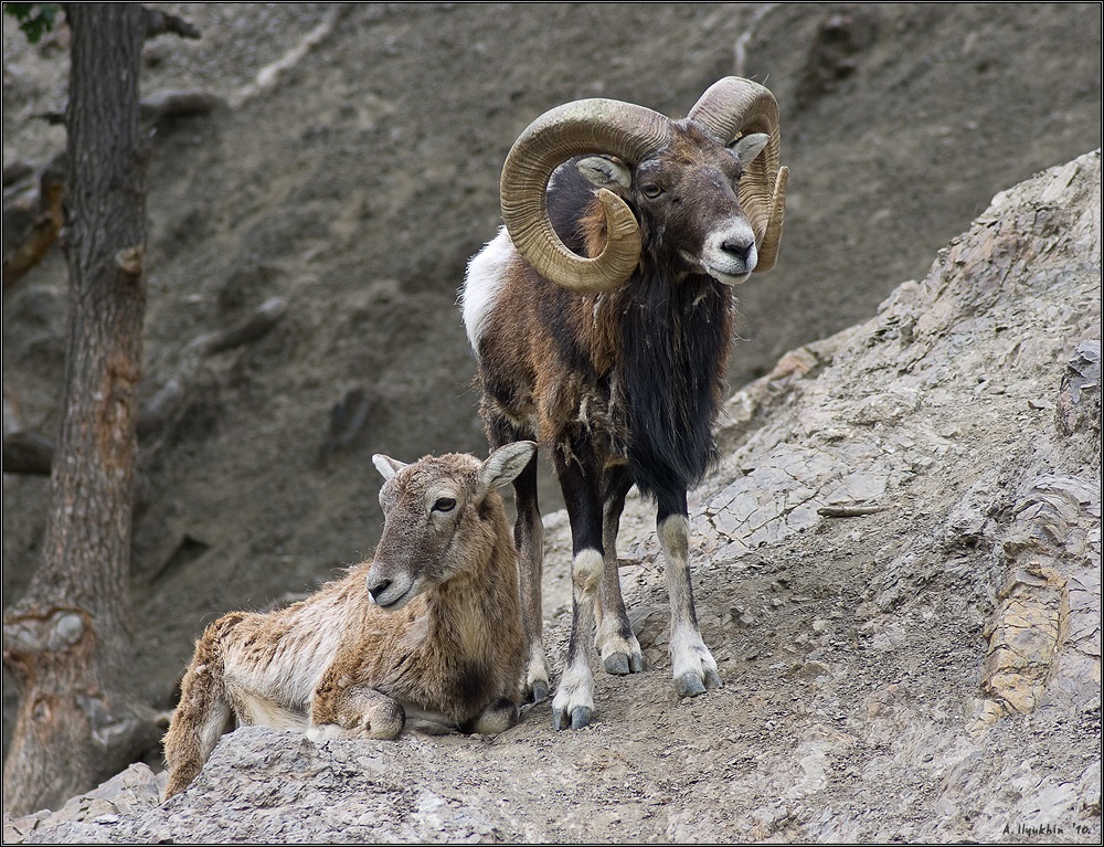 A pair of mouflon
