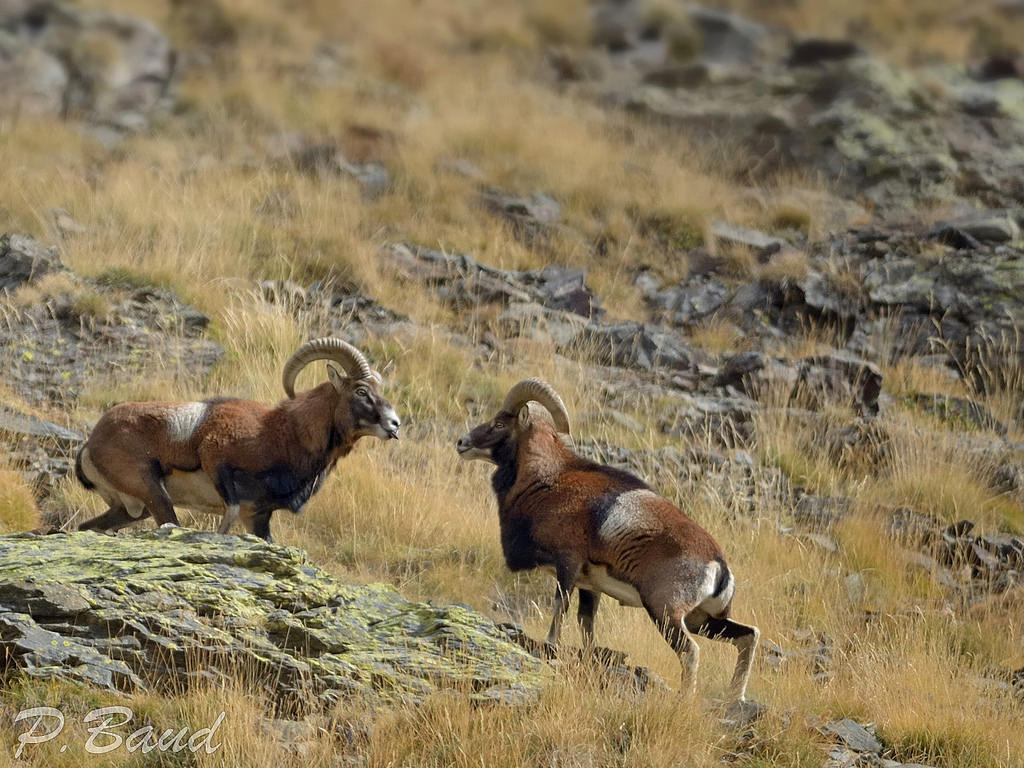 Males mouflon before the fight