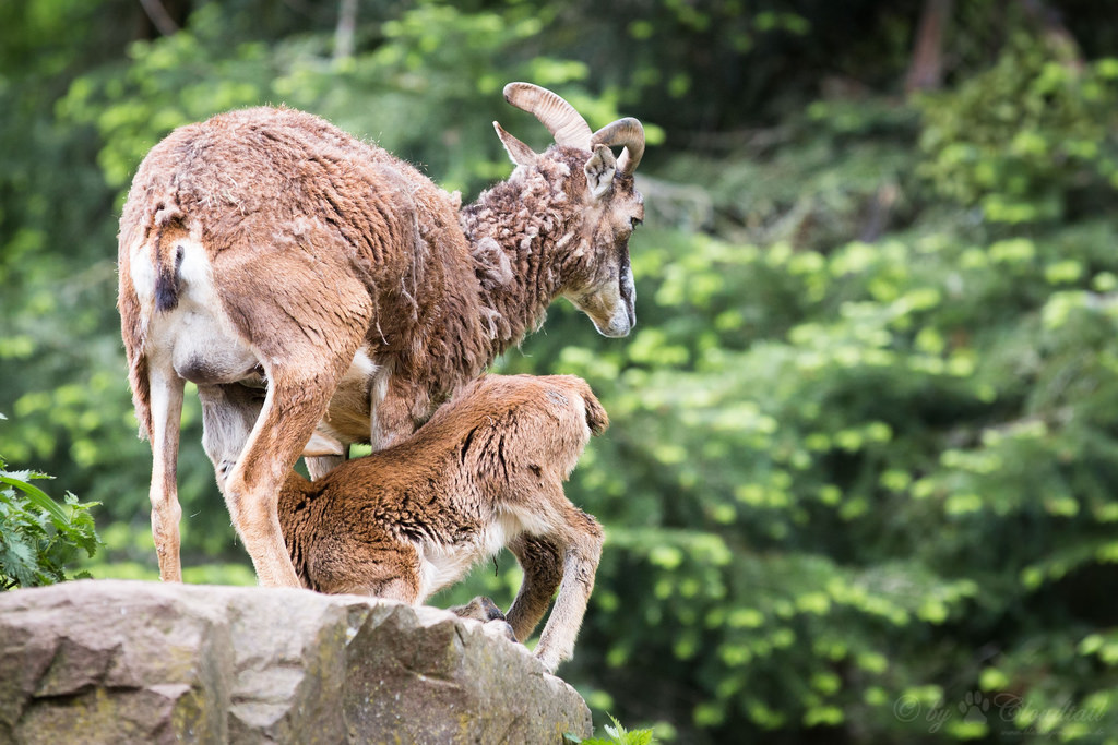 La hembra de Mouflon alimenta a su bebé con leche.