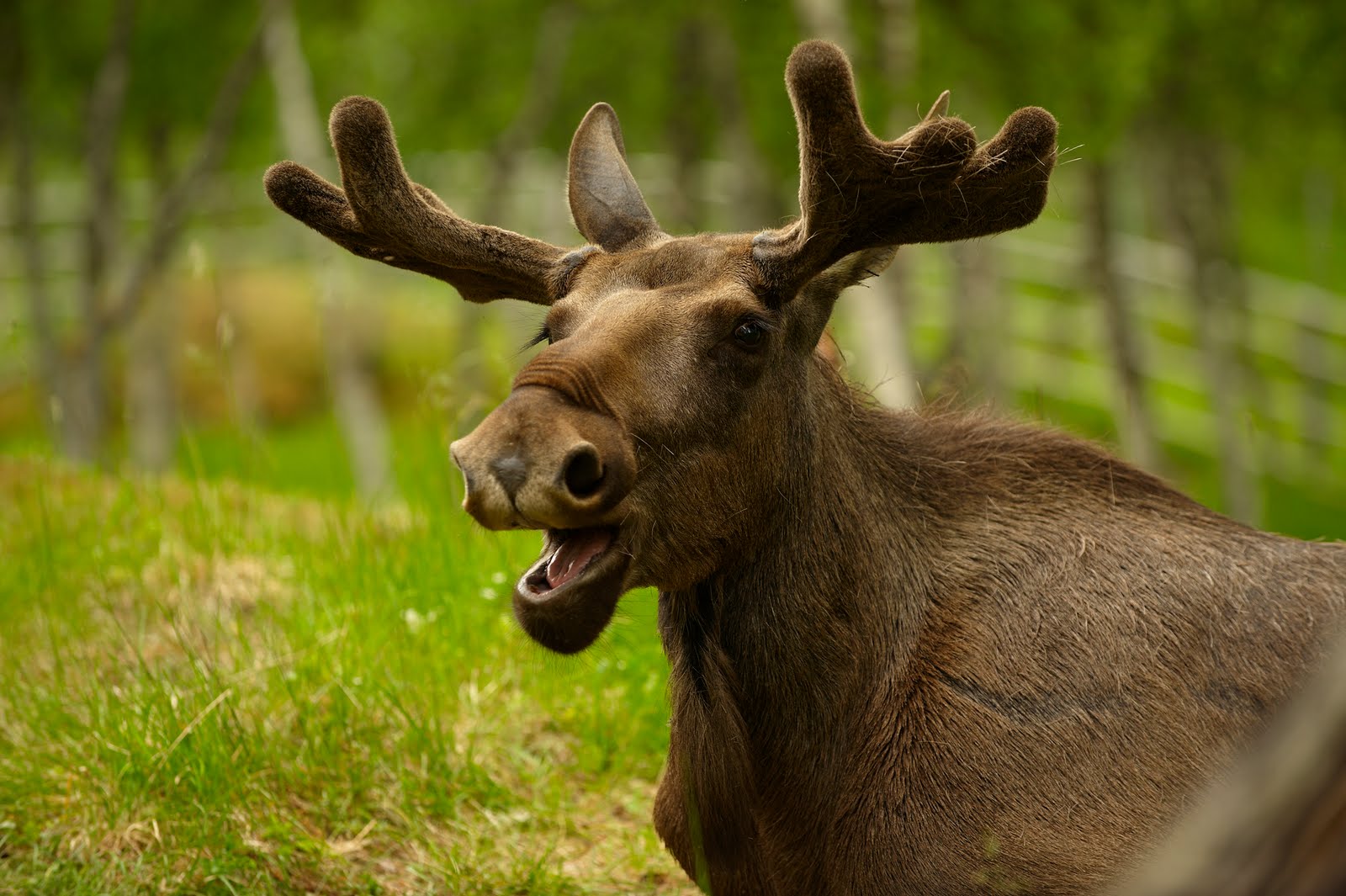 Elk recently dropped horns