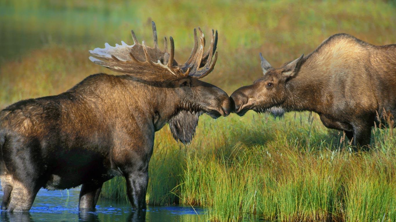 Elk and moose cow