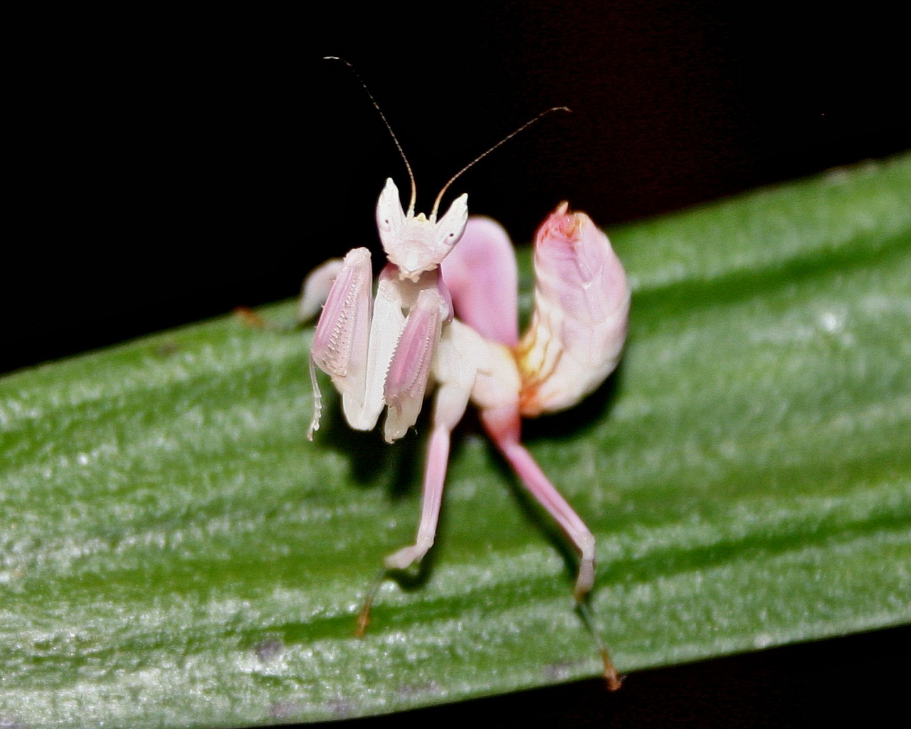 Mantis orhidej
