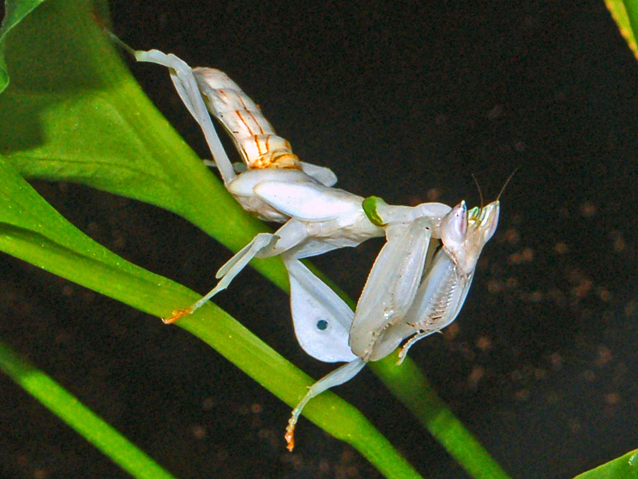 Mantis d'orquídies