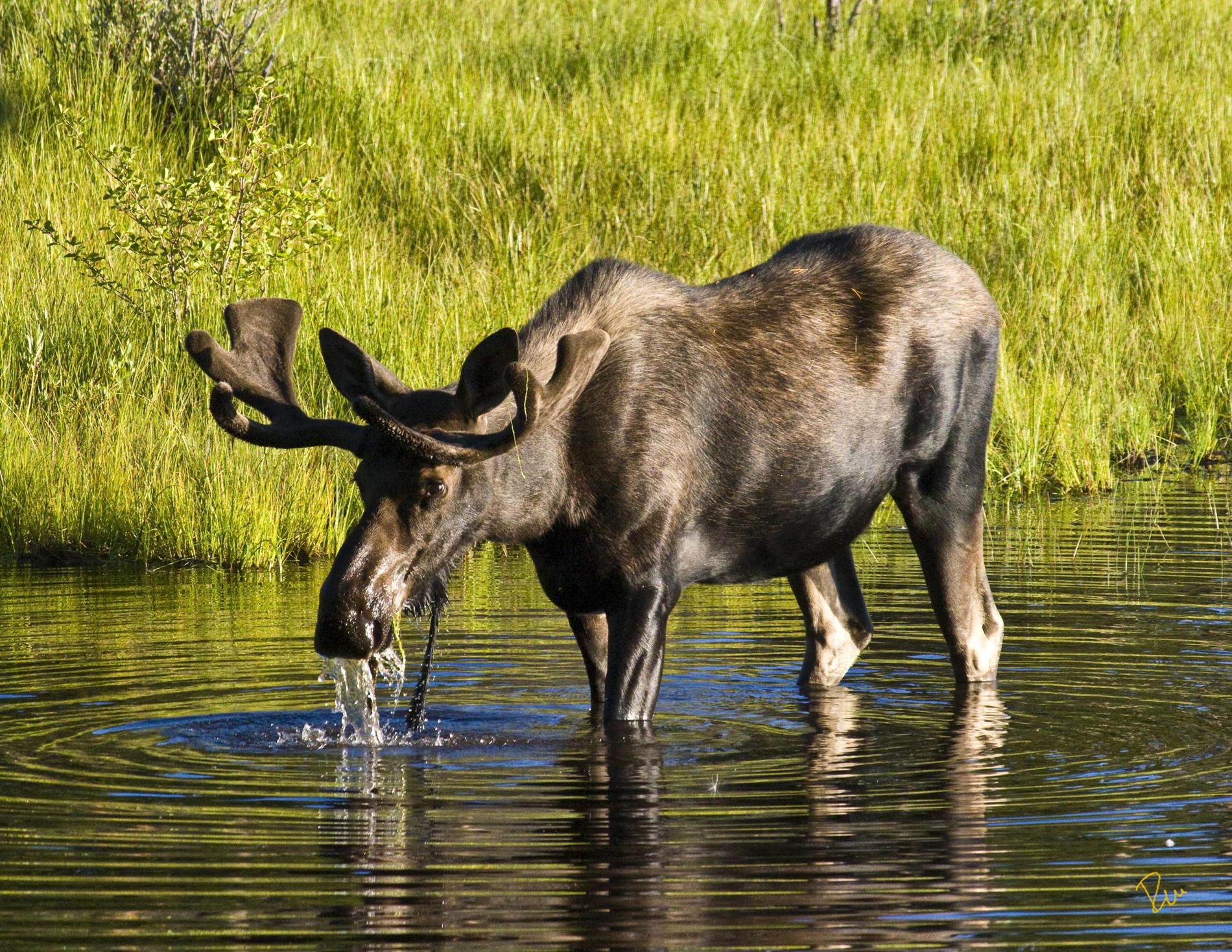 Elk on a watering place