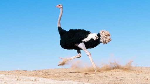 Photo ostrich