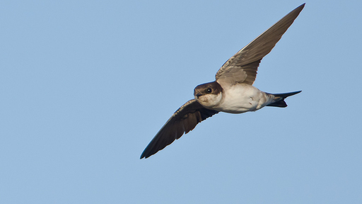 Foto swallows