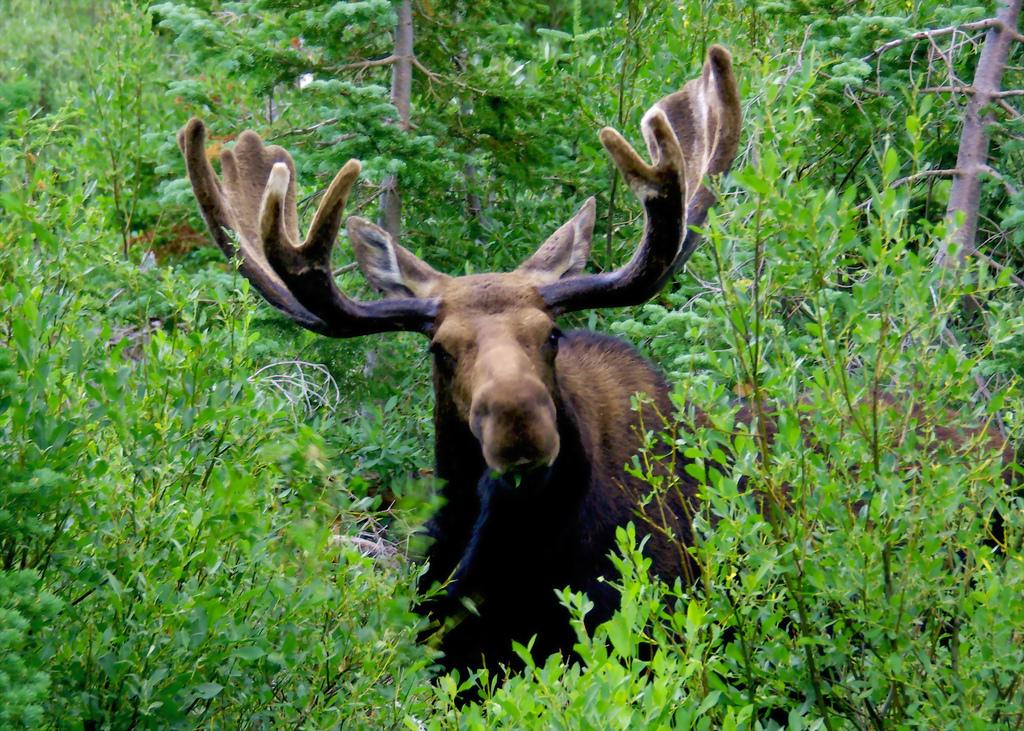 Elk in the bushes