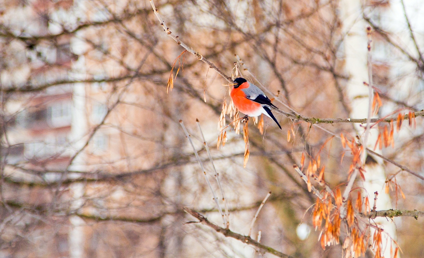 Photos of a bullfinch in the winter is not a branch