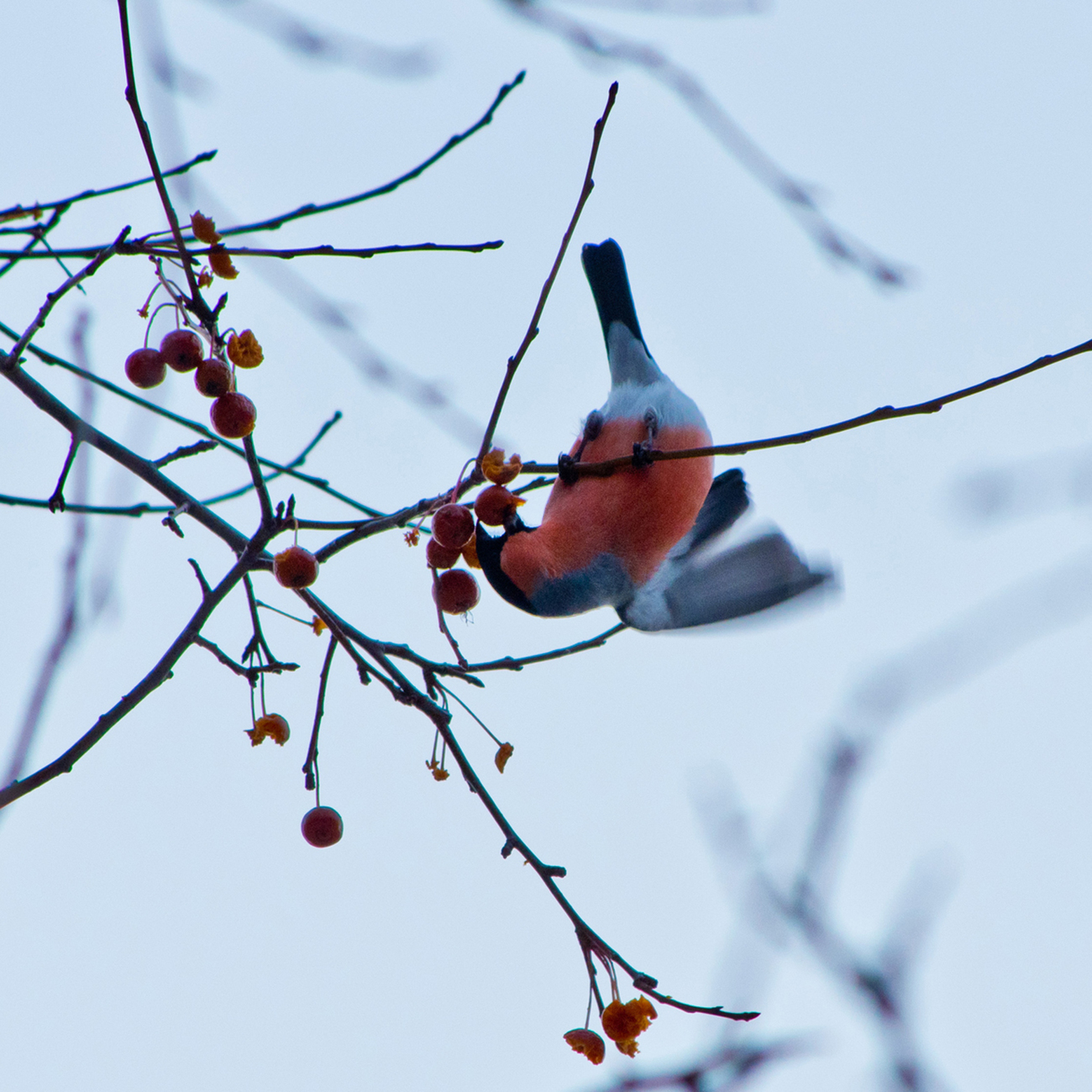 照片红腹灰雀在冬天