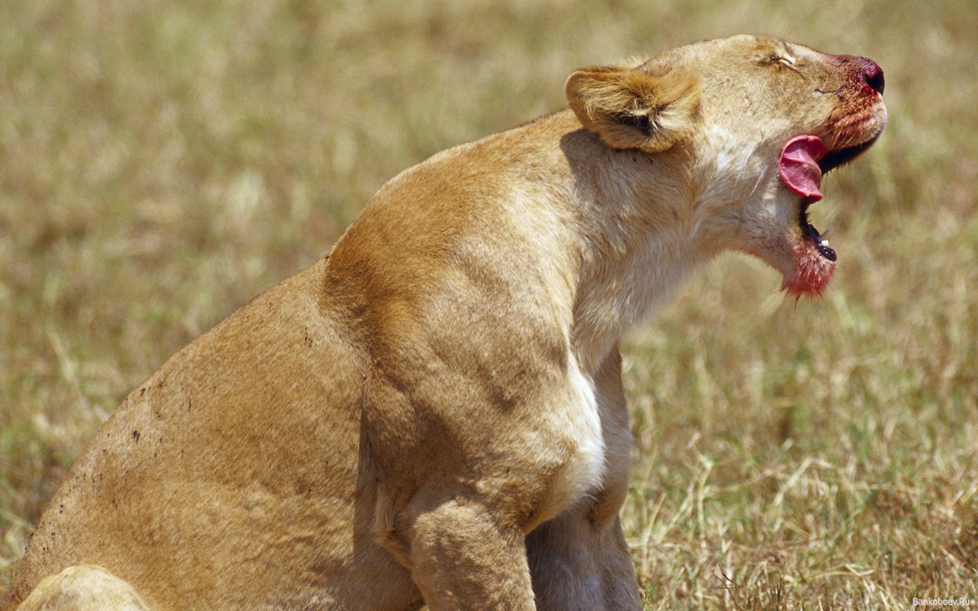 Lioness licked
