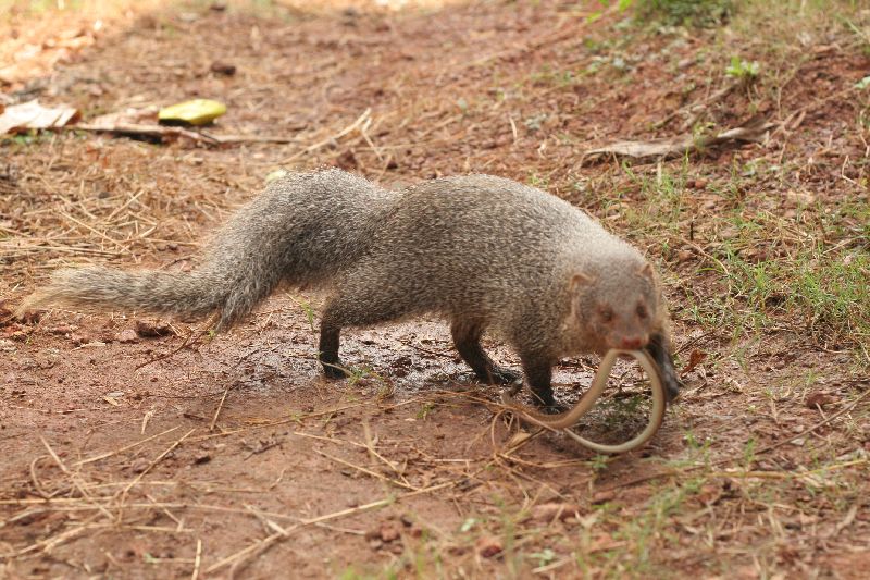 Mongoose with a snake