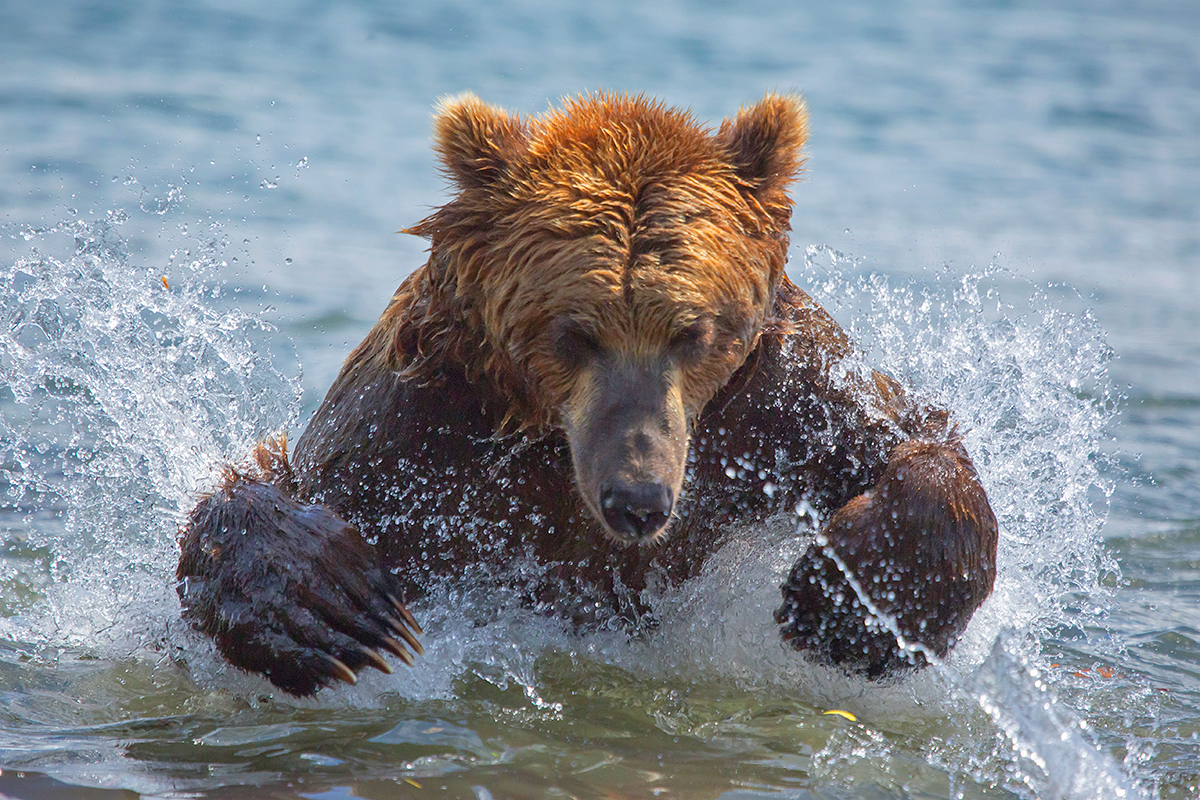 Bear catches fish