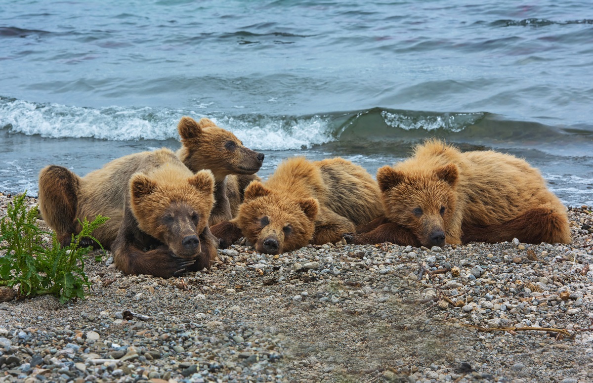 Teddy bears are resting on the shore