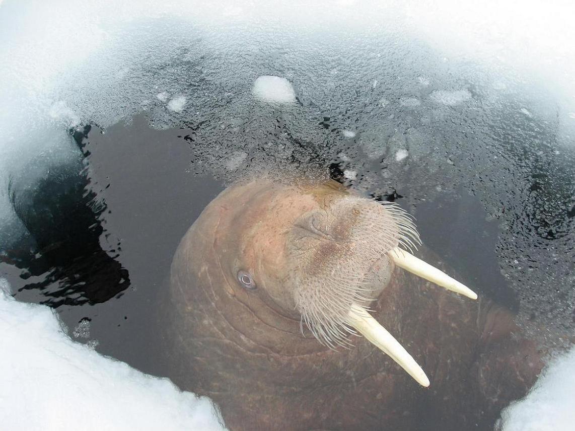 Walrus under the ice