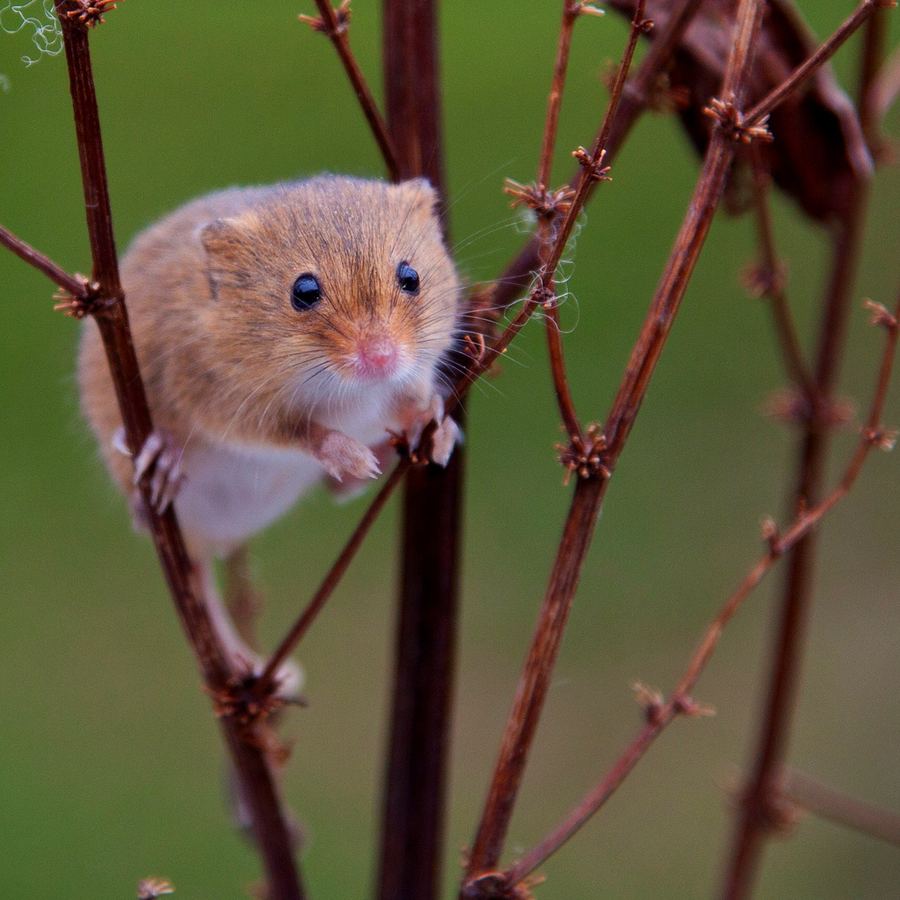 Mouse on the branches