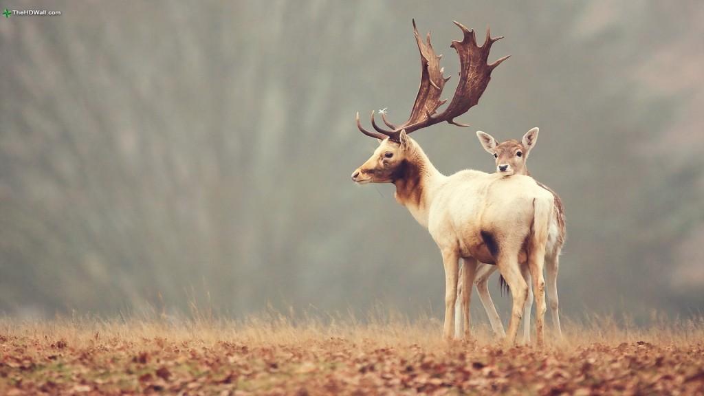 Photo deer