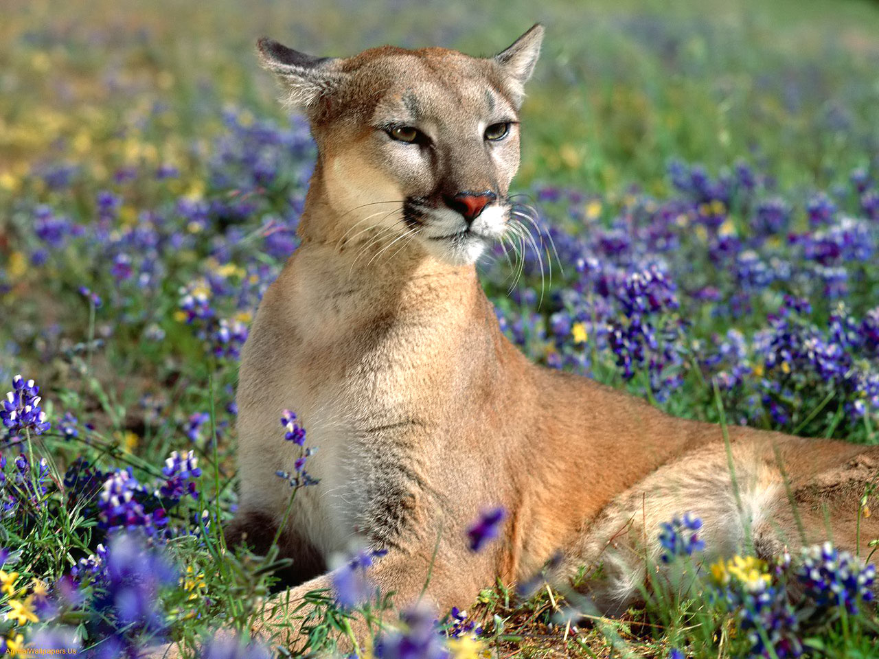 Cougar in flowers