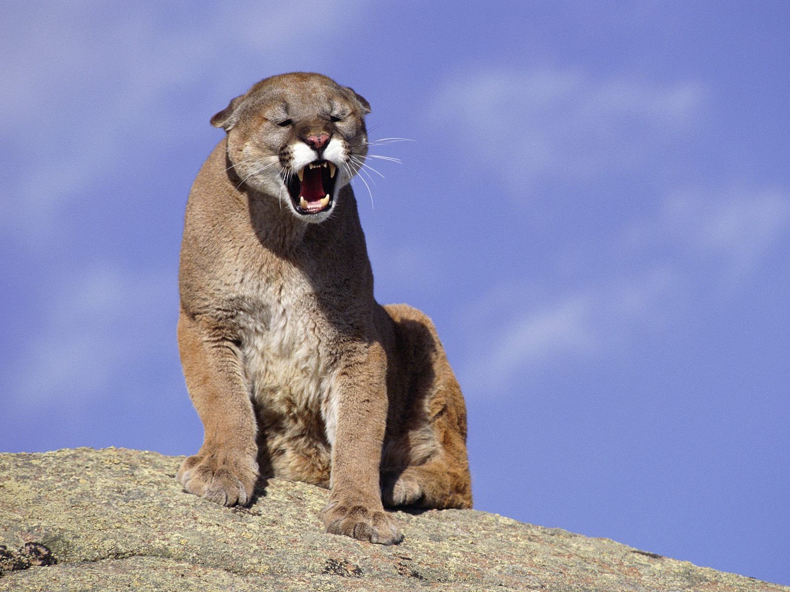 Cougar on stone
