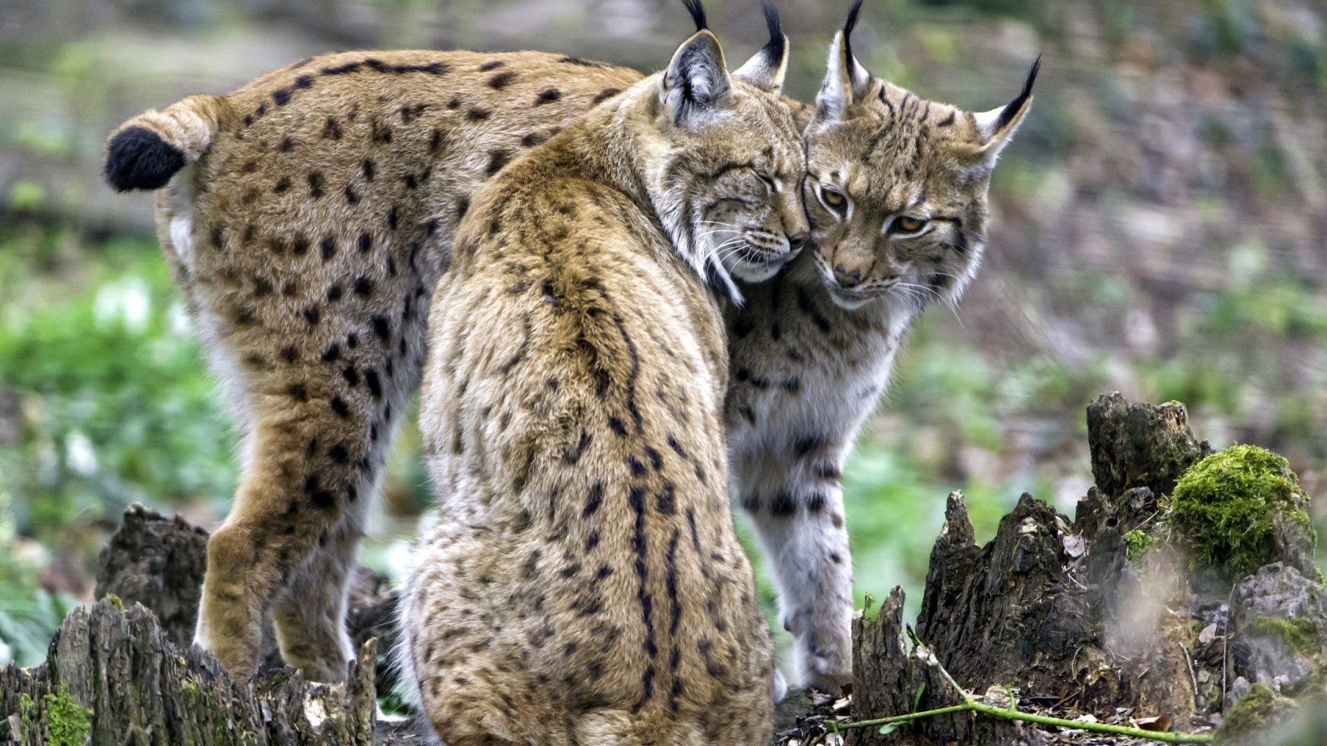 Pair of lynx