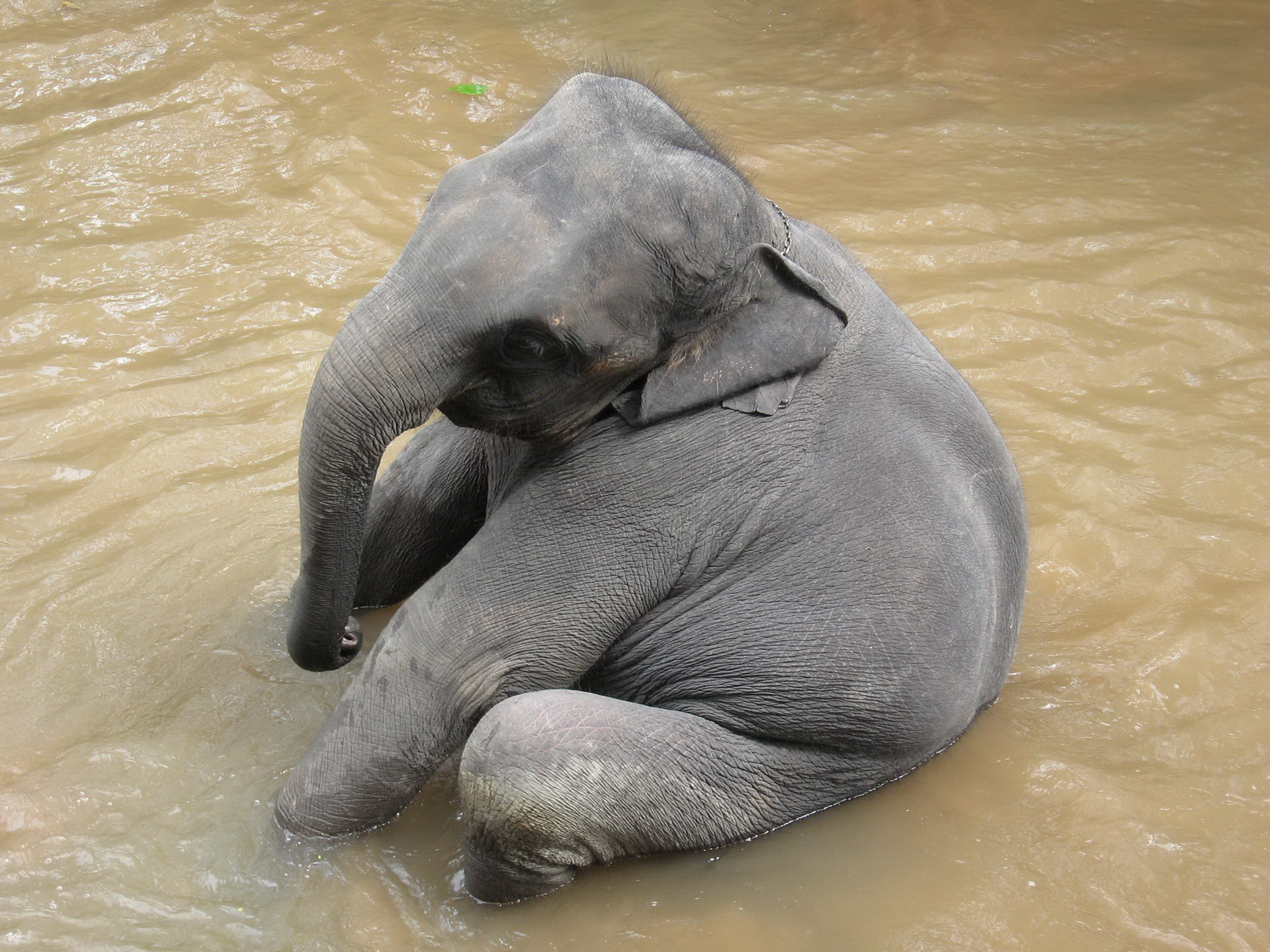 The baby elephant sat in the water