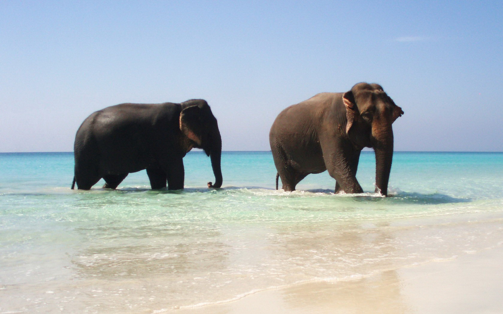Elephants by the ocean
