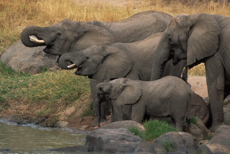 Elephants at a watering place