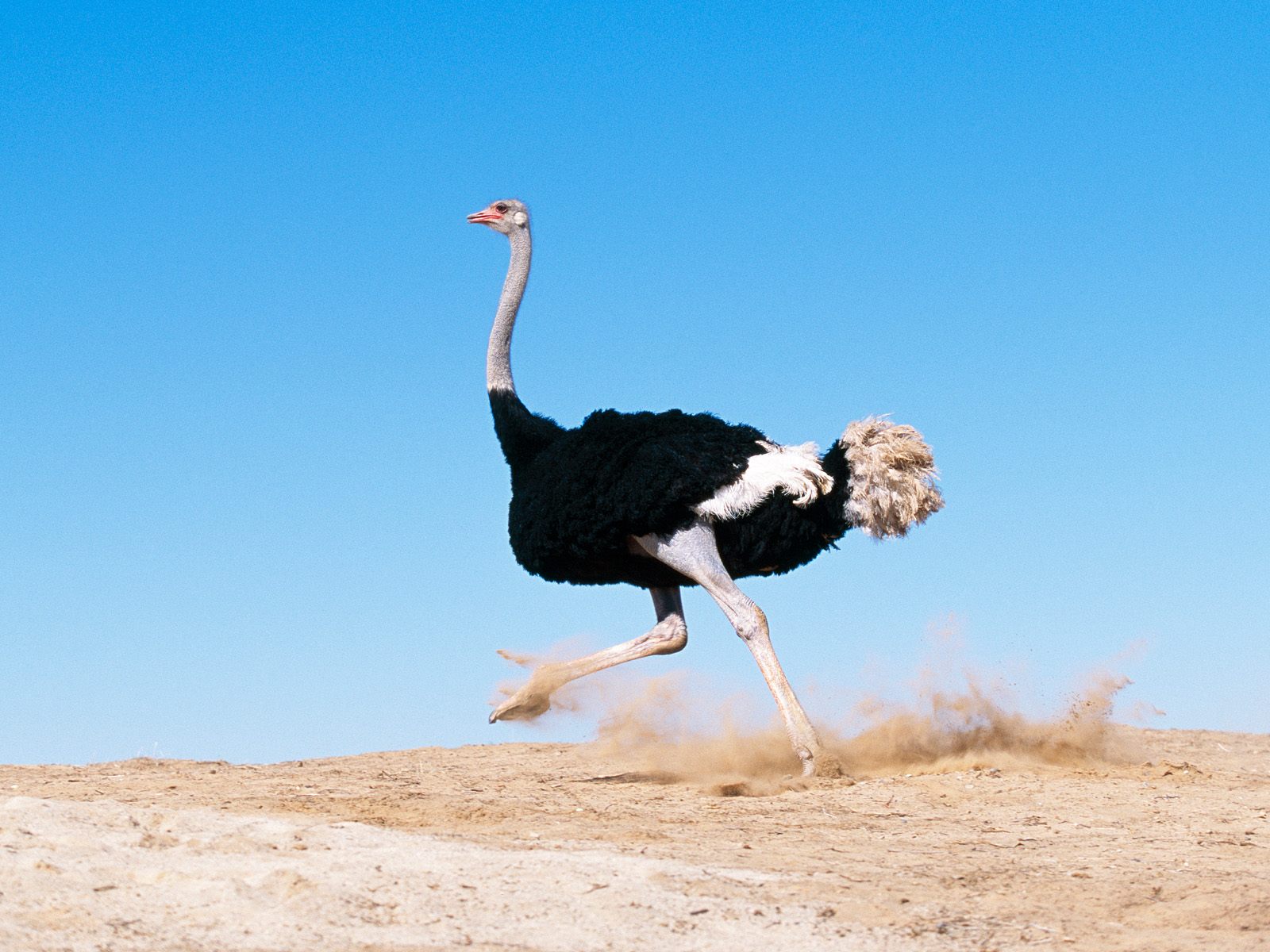 Ostrich is running