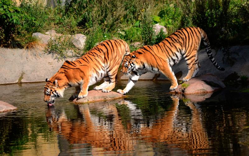 Tigers near the water