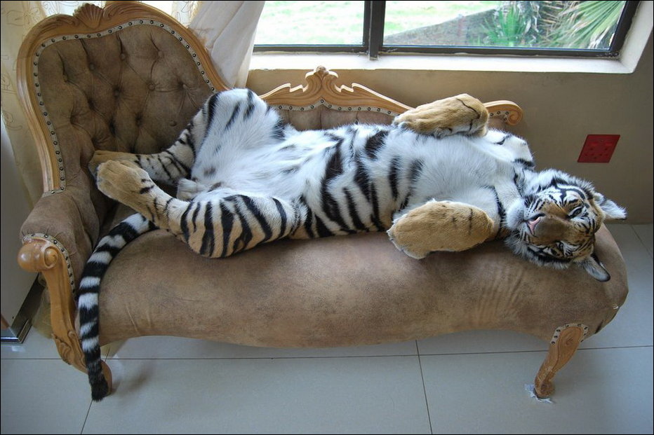 Tiger in the chair