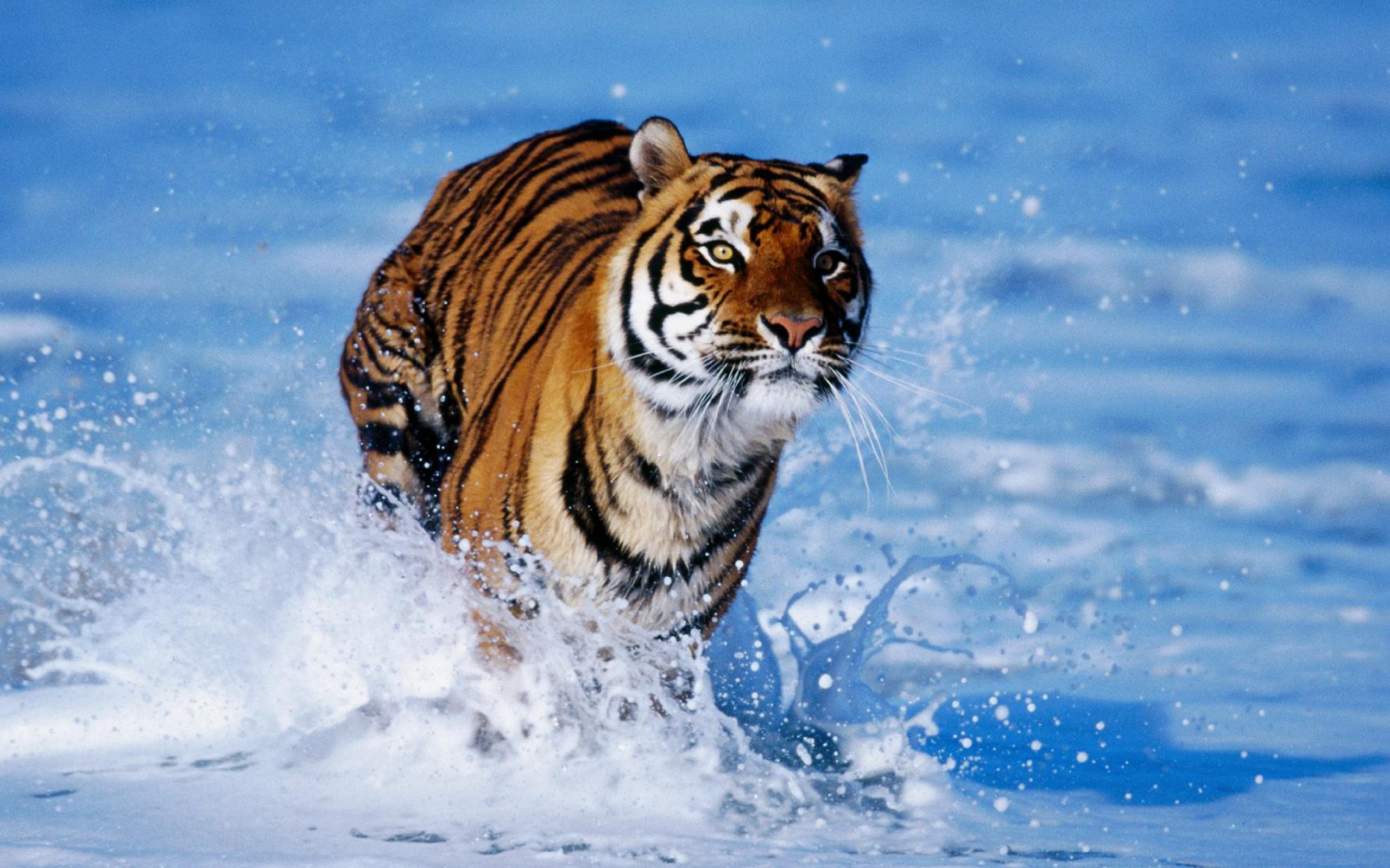 Tiger runs through the water