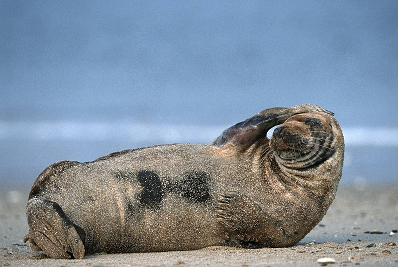 Cool seal