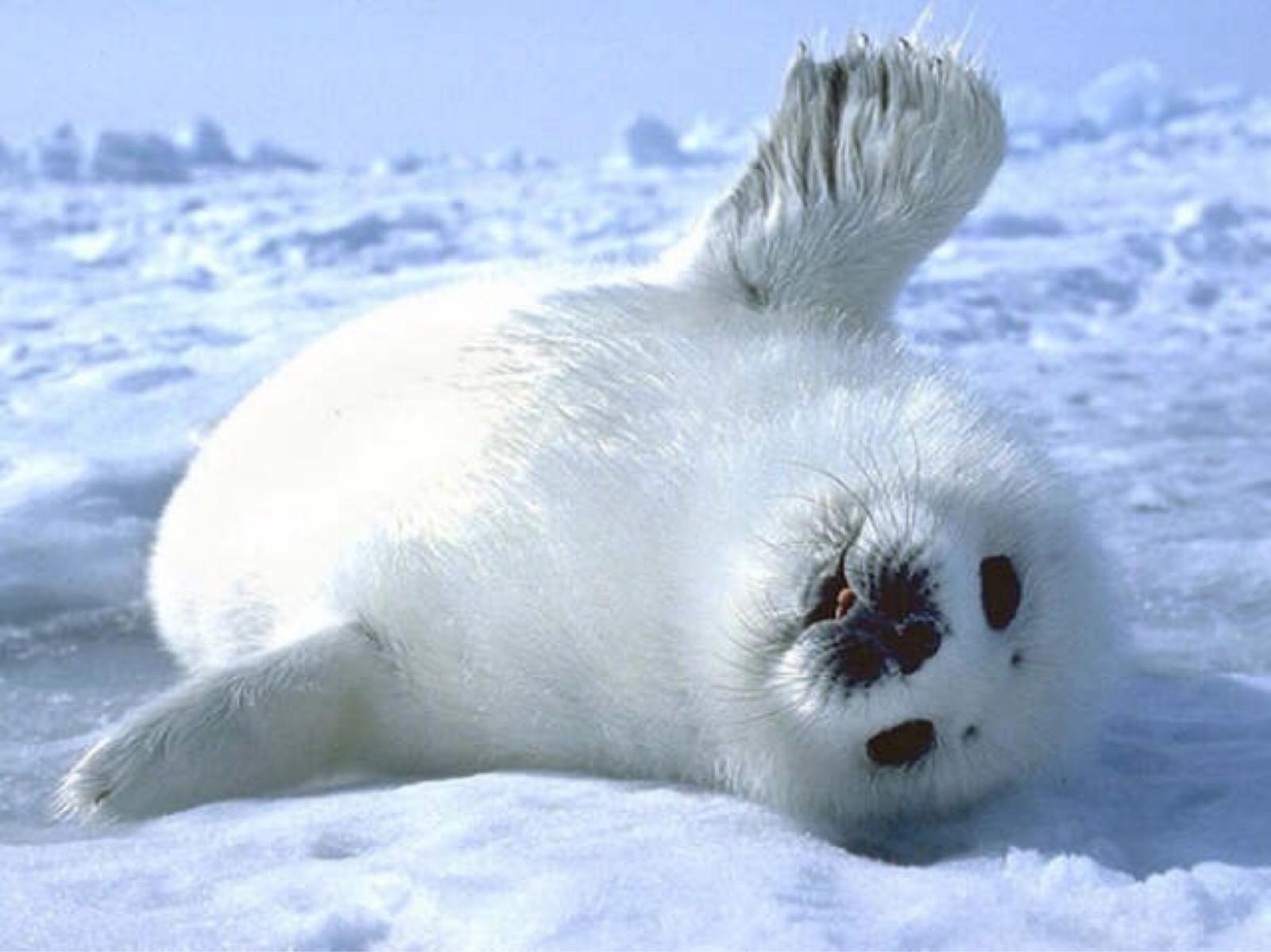 Small white seal