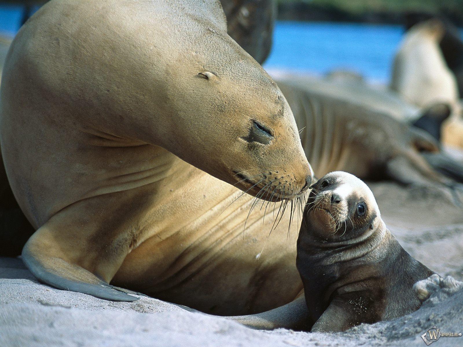 Female seal with baby