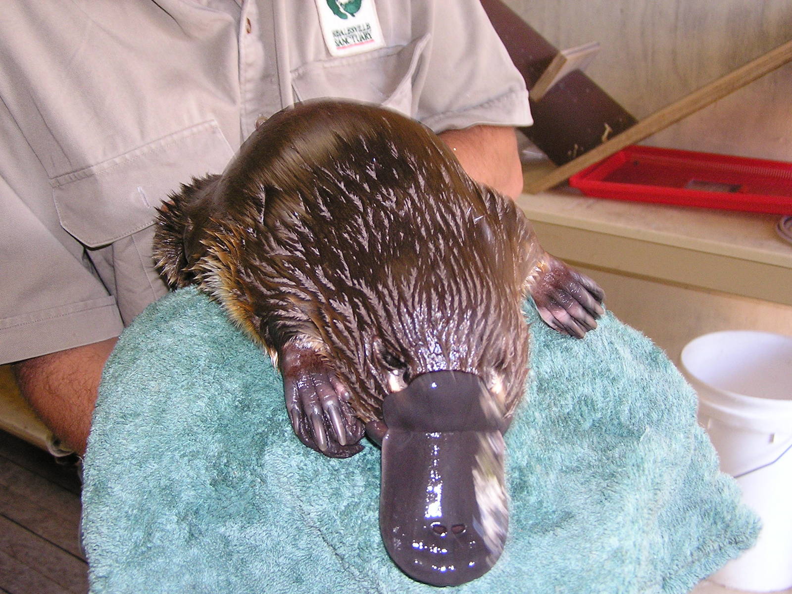 Platypus in the zoo